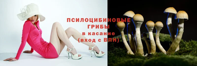 где найти   Безенчук  Псилоцибиновые грибы Magic Shrooms 